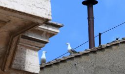Las gaviotas, la otra imagen del cónclave que molesta en Roma